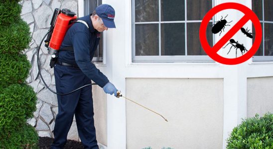 Pülümür Fare İlaçlama böcek ilaçlama ve haşere kontrolü — ilaclama-tr.com